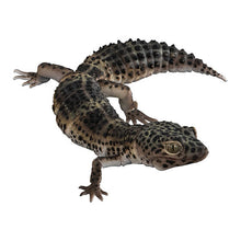 画像をギャラリービューアに読み込む, 新ボックス情報🌟 12月新入荷🌟 バンダイ 既製品 ガシャポン アニマル大イラスト ヒョウモントカゲモドキ(ブラック)