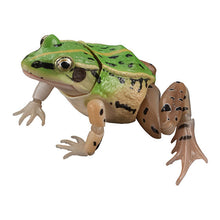 Load image into Gallery viewer, New box information 🌟 New arrivals in February 🌟 Ready-made version of Bandai gashapon animal illustrated book, black-spotted frog, set of 4 types