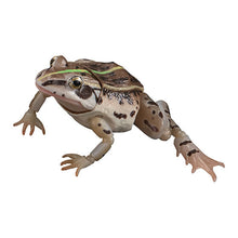 Load image into Gallery viewer, New box information 🌟 New arrivals in February 🌟 Ready-made version of Bandai gashapon animal illustrated book, black-spotted frog, set of 4 types