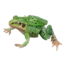Load image into Gallery viewer, New box information 🌟 New arrivals in February 🌟 Ready-made version of Bandai gashapon animal illustrated book, black-spotted frog, set of 4 types