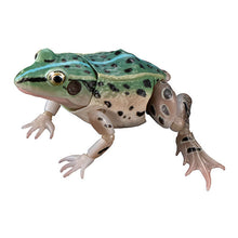 Load image into Gallery viewer, New box information 🌟 New arrivals in February 🌟 Ready-made version of Bandai gashapon animal illustrated book, black-spotted frog, set of 4 types