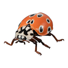 將圖片載入圖庫檢視器 🟢特價清貨🟢 新箱識 🌟3月新貨🌟 現貨 行版 Bandai 扭蛋 動物大圖鑑 瓢蟲02 一套5款 七星瓢蟲 黑點瓢蟲 雲紋瓢蟲 灰星瓢蟲 大瓢蟲 ❗ 此貨品不設退換❗