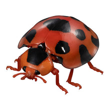將圖片載入圖庫檢視器 🟢特價清貨🟢 新箱識 🌟3月新貨🌟 現貨 行版 Bandai 扭蛋 動物大圖鑑 瓢蟲02 一套5款 七星瓢蟲 黑點瓢蟲 雲紋瓢蟲 灰星瓢蟲 大瓢蟲 ❗ 此貨品不設退換❗