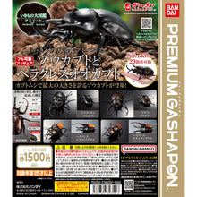 画像をギャラリービューアに読み込む, 新箱識 🌟 8月新貨🌟 現貨 行版 全新 扭蛋 BANDAI 動物大圖鑑象兜蟲屬與長戟大兜蟲 一套4款