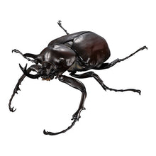 画像をギャラリービューアに読み込む, 新箱識 🌟 8月新貨🌟 現貨 行版 全新 扭蛋 BANDAI 動物大圖鑑象兜蟲屬與長戟大兜蟲 一套4款