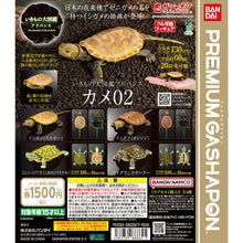 將圖片載入圖庫檢視器 新箱識 🌟6月新貨🌟 現貨 行版 BANDAI 扭蛋 大圖鑑系列 烏龜2 一套4款