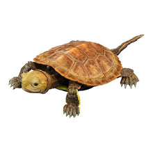 將圖片載入圖庫檢視器 新箱識 🌟6月新貨🌟 現貨 行版 BANDAI 扭蛋 大圖鑑系列 烏龜2 一套4款