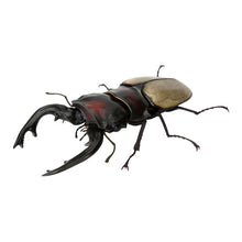 Load image into Gallery viewer, 新箱識 🌟6月新貨🌟 現貨 行版 全新 扭蛋 BANDAI 生物大圖鑑 爬蟲類公仔02 一套6款 昆蟲