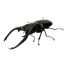 Load image into Gallery viewer, 新箱識 🌟6月新貨🌟 現貨 行版 全新 扭蛋 BANDAI 生物大圖鑑 爬蟲類公仔02 一套6款 昆蟲