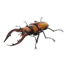 Load image into Gallery viewer, 新箱識 🌟6月新貨🌟 現貨 行版 全新 扭蛋 BANDAI 生物大圖鑑 爬蟲類公仔02 一套6款 昆蟲