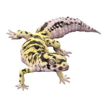 將圖片載入圖庫檢視器 新箱識 🌟6月新貨🌟 現貨 行版 Bandai 扭蛋 生物大圖鑑 爬蟲類公仔02 一套4款