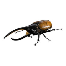 Cargar imagen en el visor de la galería, 【新箱識】【7月新貨】【現貨】【行版】【扭蛋】BANDAI 生物大圖鑑 甲蟲04 一套3款 昆蟲