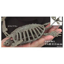 將圖片載入圖庫檢視器 新箱識 🌟11月新貨🌟 現貨 日版 扭蛋 sota 博物館 俱樂部 弍 二 海龜 骨格 模型 1比35 全4種 夜光