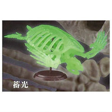 將圖片載入圖庫檢視器 新箱識 🌟11月新貨🌟 現貨 日版 扭蛋 sota 博物館 俱樂部 弍 二 海龜 骨格 模型 1比35 全4種 夜光