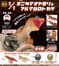 画像をギャラリービューアに読み込む, 新箱識 日版 SO TA 扭蛋 AMYAE & LIZARD 守宮 蜥蝪 白化 1:1 1/1 白化圓圈 白化 守宮