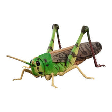 Load image into Gallery viewer, New box information 🌟New arrivals in June🌟 The Diversity of Life on Earth Advance MIGRATORY LOCUST Large Illustrated Locust Style Series (1 set of 4 styles)
