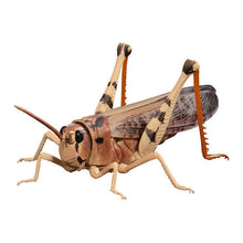 Load image into Gallery viewer, New box information 🌟New arrivals in June🌟 The Diversity of Life on Earth Advance MIGRATORY LOCUST Large Illustrated Locust Style Series (1 set of 4 styles)
