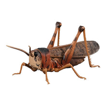 Load image into Gallery viewer, New box information 🌟New arrivals in June🌟 The Diversity of Life on Earth Advance MIGRATORY LOCUST Large Illustrated Locust Style Series (1 set of 4 styles)
