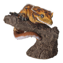 將圖片載入圖庫檢視器 新箱識 🌟 11月新貨🌟 現貨 行版 Bandai  大圖鑑系列指上豹紋壁虎&amp;睫角守宮第2彈 一套6款
