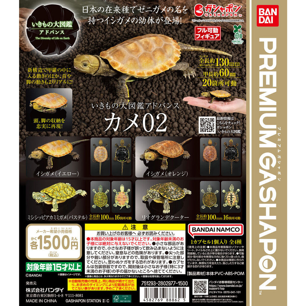 新箱識 🌟6月新貨🌟 現貨 行版 BANDAI 扭蛋 大圖鑑系列 烏龜2 一套4款