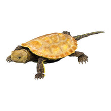 將圖片載入圖庫檢視器 新箱識 🌟6月新貨🌟 現貨 行版 BANDAI 扭蛋 大圖鑑系列 烏龜2 一套4款
