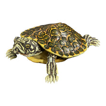 將圖片載入圖庫檢視器 新箱識 🌟6月新貨🌟 現貨 行版 BANDAI 扭蛋 大圖鑑系列 烏龜2 一套4款
