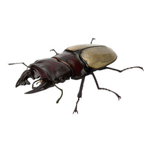 Load image into Gallery viewer, 新箱識 🌟6月新貨🌟 現貨 行版 全新 扭蛋 BANDAI 生物大圖鑑 爬蟲類公仔02 一套6款 昆蟲
