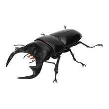 Load image into Gallery viewer, 新箱識 🌟6月新貨🌟 現貨 行版 全新 扭蛋 BANDAI 生物大圖鑑 爬蟲類公仔02 一套6款 昆蟲
