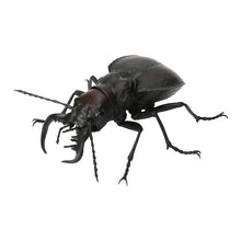 Load image into Gallery viewer, 新箱識 🌟6月新貨🌟 現貨 行版 全新 扭蛋 BANDAI 生物大圖鑑 爬蟲類公仔02 一套6款 昆蟲
