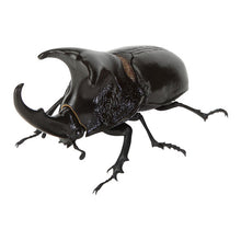 Load image into Gallery viewer, 新箱識 🌟8月新貨🌟 現貨 行版 BANDAI 扭蛋 生物大圖鑑 甲蟲11  一套6款   ❗ 大圖鑑系列扭蛋是密封式貨品如有品質問題不設退換 /優惠價貨品亦不設退換❗
