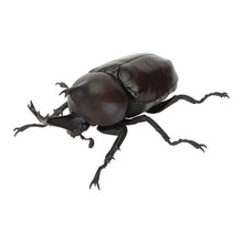 Load image into Gallery viewer, 新箱識 🌟8月新貨🌟 現貨 行版 BANDAI 扭蛋 生物大圖鑑 甲蟲11  一套6款   ❗ 大圖鑑系列扭蛋是密封式貨品如有品質問題不設退換 /優惠價貨品亦不設退換❗
