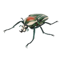 Load image into Gallery viewer, 新箱識 🌟8月新貨🌟 現貨 行版 BANDAI 扭蛋 生物大圖鑑 甲蟲11  一套6款   ❗ 大圖鑑系列扭蛋是密封式貨品如有品質問題不設退換 /優惠價貨品亦不設退換❗
