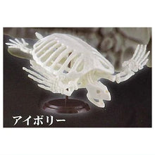將圖片載入圖庫檢視器 新箱識 🌟11月新貨🌟 現貨 日版 扭蛋 sota 博物館 俱樂部 弍 二 海龜 骨格 模型 1比35 全4種 夜光
