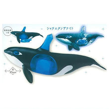 画像をギャラリービューアに読み込む, 新箱識 🌟 11月新貨🌟  現貨 行版 Stasto Stand Stones 扭蛋 生物寶石3  全套5款 海洋生物 虎鯨 水母 松鼠 大龜 鸚鵡
