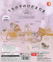 Cargar imagen en el visor de la galería, 新箱識 🌟11月新貨🌟 現貨 行版 扭蛋 Bright Link 貓毛收納! 透明貓貓 1套6款 貓毛樽
